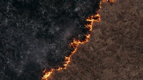 Wild fire spreads through the forest steppe. Awful big high fire near the Stock Footage 129000595