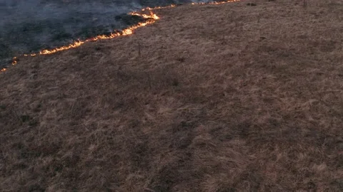 Wild fire spreads through the forest steppe. Awful big high fire near the Stock Footage 139069442