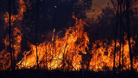 Wild fire in spring close up view. Deforestation and gloval warming concept Stock Footage 130012882