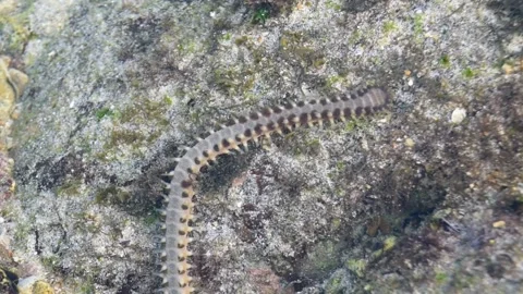 A wild fireworm swimming through transparent sea water. Stock Footage 343489009