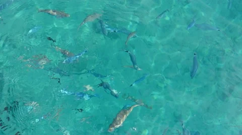 Wild fish being feeding in the ocean Stock Footage 68143939