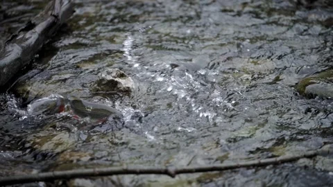 Wild Fish Splashing Near Surface in Rocky Mountain Stream Stockbeeldmateriaal 335791806
