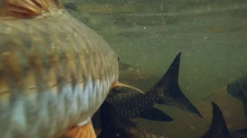 Wild Fish Swimming Toward Camera in Forest Stream Stock Footage 310161364