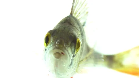 Wild fish underwater closeup Stock Footage 83974492