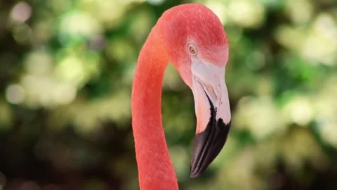 Wild Flamingo Stock Footage 323234860