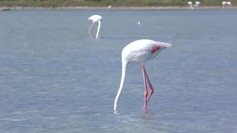 A wild flamingo with head down while eating in a sunny day in Sardinia Vídeos de archivo 106683997