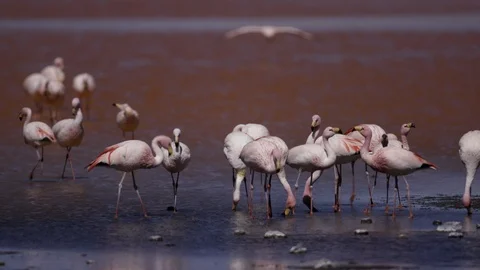 Wild Flamingo's Flock Stock Footage 121672983