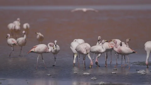 Wild Flamingo's Flock Stock Footage 121673006
