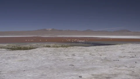 Wild Flamingo's Flock Stock Footage 121673522