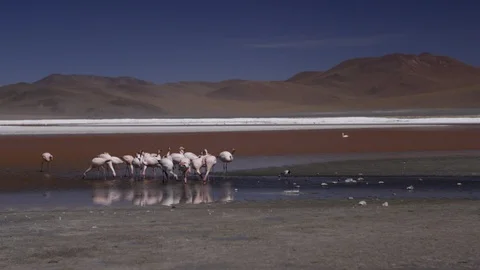 Wild Flamingo's Flock Stock Footage 121721095