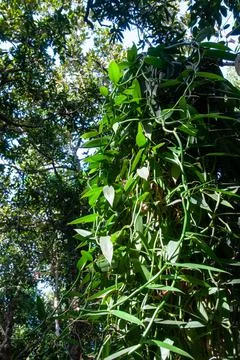 Wild Flat-leaved Vanilla tree in the forest. Stock Photos