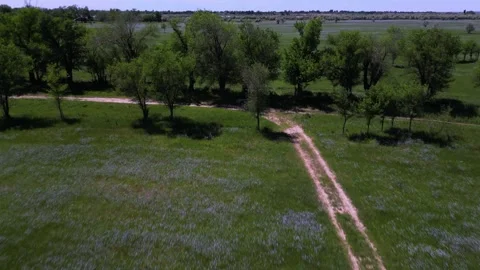 Wild flax in a large field. Stock Footage 309375838