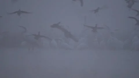 Wild flock birds navigating cautiously through heavy fog under soft diffused Video stock 332568283
