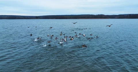 Wild flocks of ducks dwelling on the big river.  Video stock 169412032