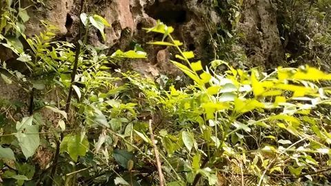 Wild Flora Exploration Stock Footage 328763095