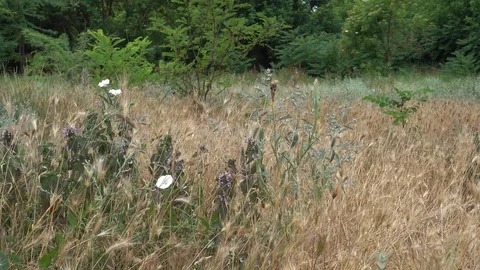 Wild flora of forest-steppe zone of Ukraine Stock Footage 95681945