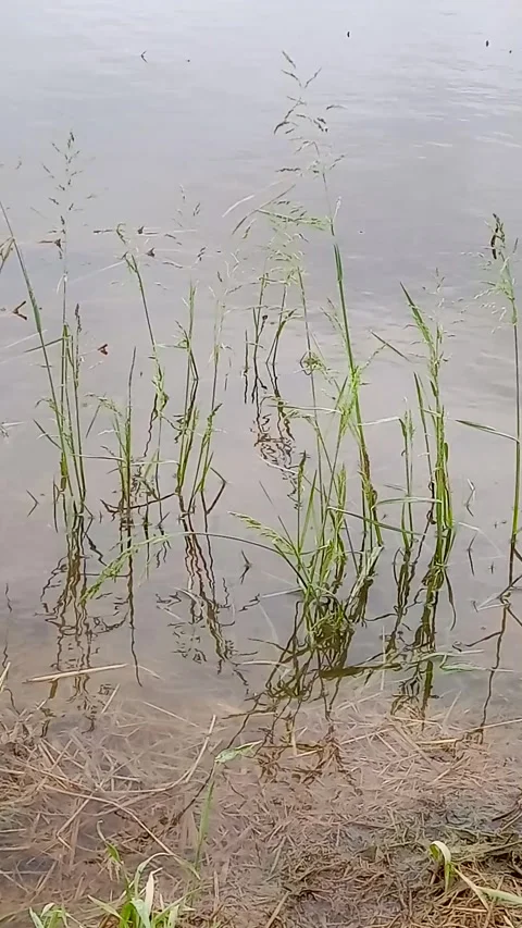 Wild flora in the water Stock Footage 307099437