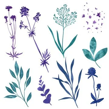 Wild floral elements, herbs, flowers and leaves Stock Illustration