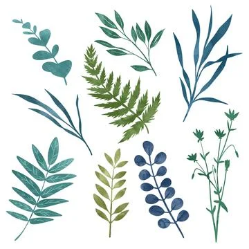 Wild floral elements, herbs, flowers and leaves Stock Illustration