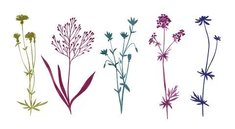 Wild floral elements, herbs, flowers and leaves Stock Illustration