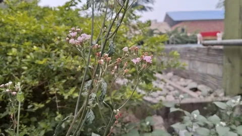 Wild floral stems with tiny light purple blossoms swaying in a backyard Stock Footage 327199893