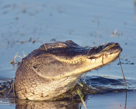 Wild Florida Alligator Stock Photos