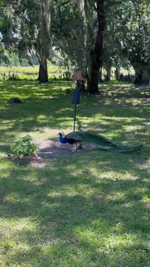 Wild Florida Peacock Eating Stock Footage 276240593