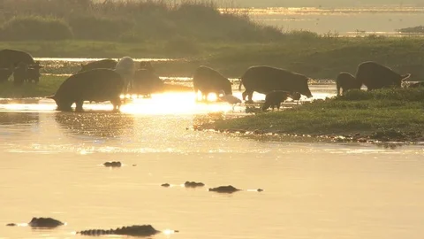 Wild Florida Pigs Stock Footage 80679303