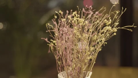 Wild flower (1) Stock Footage 146362408