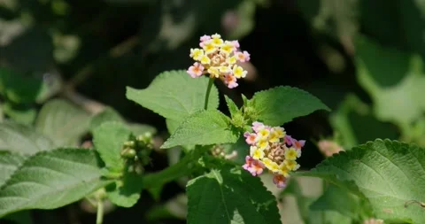 Wild flower 13 Stock Footage 158879044