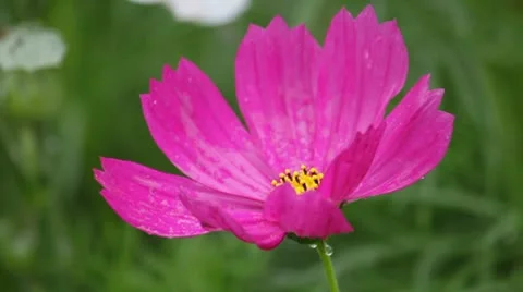 Wild flower 2 Stock Footage 8848600