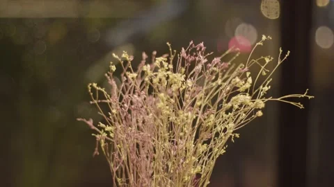 Wild flower (2) Stock Footage 146362367