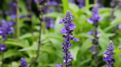 Wild flower 3 Stock Footage 8848598