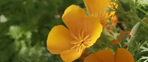 Wild Flower 3 Video stock 151433848