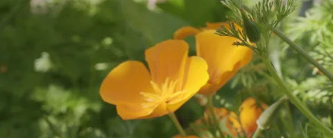 Wild Flower 4 Video stock 151494254