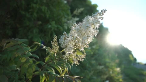 Wild flower against the background of the forest at sunset Stock Footage 140382987