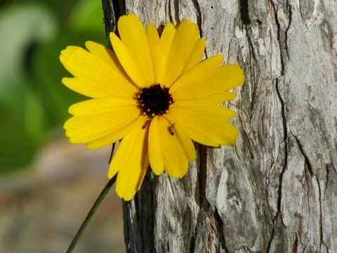Wild flower Against Tree Stock Photos
