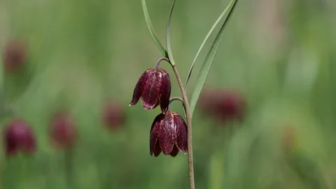 Wild flower of Alpine checkered lily, Fritillaria Montana Stock Footage 258386201