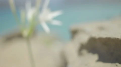 Wild flower at the beach Stock Footage 7749250