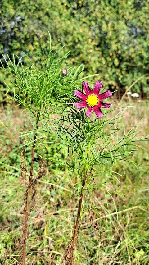 Wild flower being visited by a bee Stock Footage 316420656
