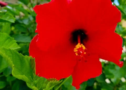 Wild flower in bloom Stock Photos