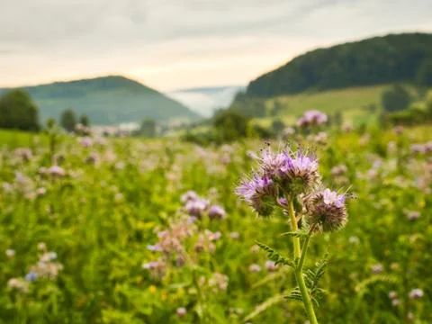 Wild flower with blurry background Stock Photos