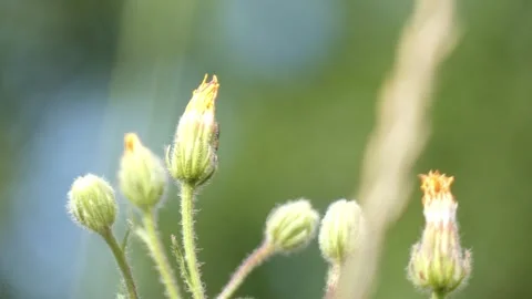 Wild flower buds growing on thin stems in soft sunlight field macro 스톡 동영상 340918390