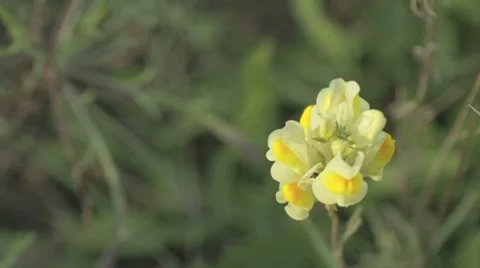Wild Flower With Bug 1 Stock-Footage 8835112