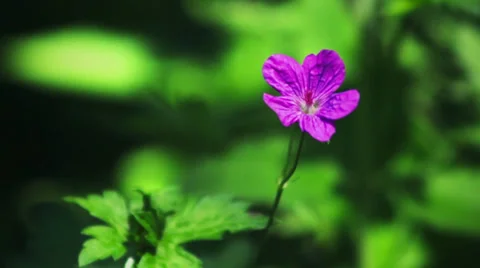 Wild flower, close-up shot Stock Footage 27880395