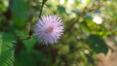 Wild Flower close up video Stock Footage 142771240