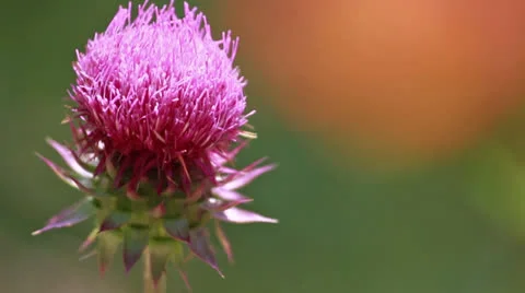 Wild Flower Closeup Stock Footage 25238138