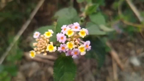 Wild flower in the field Stock Footage 303953088