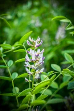 A wild flower in the field Stock Photos