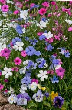 Wild flower fields Stock-Fotos